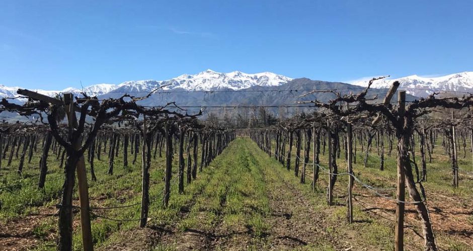 Wine country in Chile makes for a nice distraction from the slopes. Photo: Scout - image 0